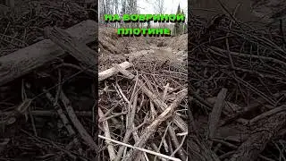 ВЕСЕННИЕ СОСУЛЬКИ