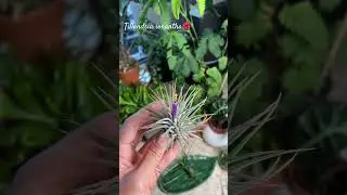 Цветение атмосферной тилландсии🌿 #комнатныерастения #тиллансия #tillandsiaionantha #tillandsia