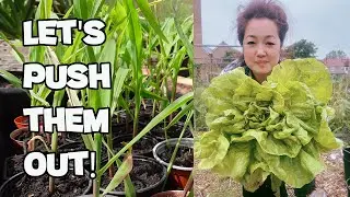 Episode 17: Prepping allotment, Gardening for beginners