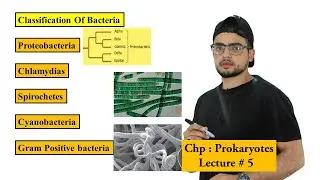 Classification of Bacteria | Prokaryotes |