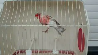 Topacio Rojo Mosaico M 6 -22 ( seleccionando para cria )