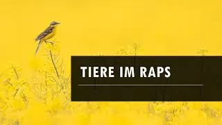 Vlog: Tiere im Raps fotografieren
