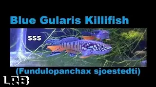 SSS Ep 3 Blue Gularis Killifish (Fundulopanchax sjoestedti)