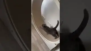 Ich habe unserer Katze ein Laufrad gekauft 😱🤯