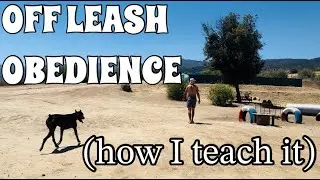OFF LEASH OBEDIENCE (how I teach it)
