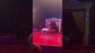 Circus 🎪 Fenix 🇧🇬 Bulgaria #circus #show #horse #animal #trainedhorse