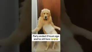 isn't this the haidilao dance 😭😭 #dog #cute fancydancy22