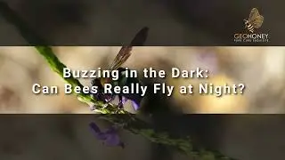 Bees in the Dark: Hidden Challenges & Struggles | Geohoney