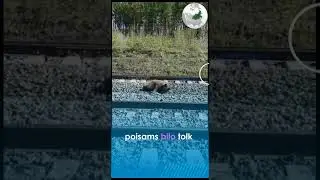 Сбило поездом Медвежонка #A bear cub was hit by a train  #before