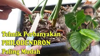 CARA PALING MUDAH Perbanyak Tanaman Dengan Tingkat Keberhasilan Tinggi | PHILODENDRON GLORIOSUM
