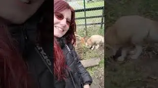 In With Foxes Part 2!