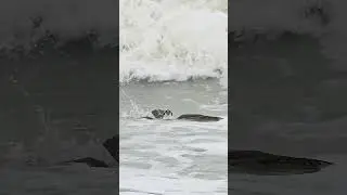 Osprey gets caught in large wave and almost drowns.