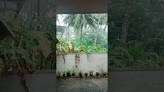 അലഞ്ഞു നടന്ന മേഘങ്ങൾ ഒടുവിൽ പെയ്തു.#shortvideo #mazha🌨️☔