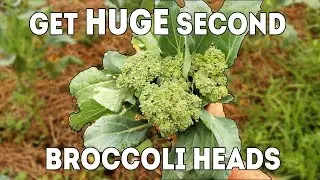 10.3 Times as Much Broccoli from Each Plant