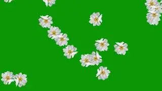 Free Green Screen : While Flowers Falling