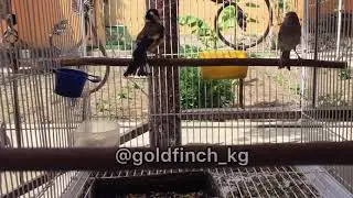 Щегол и канарейка goldfinch x canary (carduelis carduelis)
