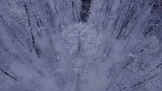 1Free video&music