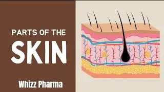 Structure of skin