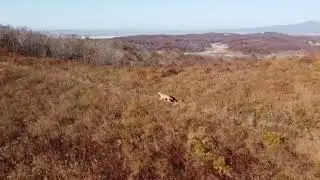 Волк впервые на 