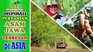PERTANIAN ASAM JAWA TERBESAR DI ASIA | INSPIRASI PERTANIAN | PETANI MILENIAL