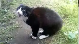 Орущий кот не даёт нам пройти