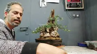 Repotting. Changing the pot of the older brother olive tree to an As POTS Bonsai pot.