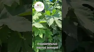 Девичий виноград в Питомнике Росток! 😊