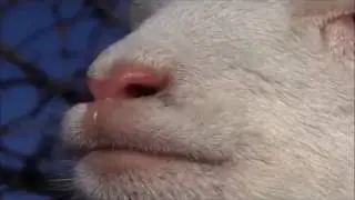 Körpe Körpe Kuzular - Azeri Çocuk Şarkısı