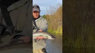Голец река Воямполка,Камчатка 