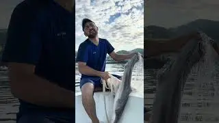 Cute 🦈❤️🦈👍❤️