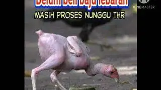 GAMBAR GAMBAR LUCU BIKIN KETAWA