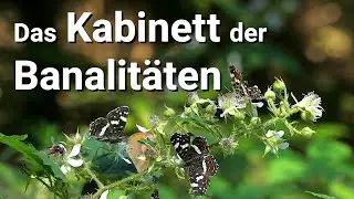 Identifying our most common butterflies - tips and tricks for the cabinet of banalities