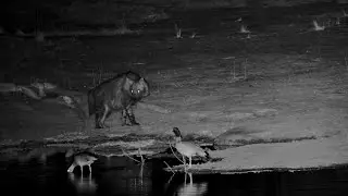 Egyptian Geese Get Cross With A Brown Hyena