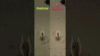 What does Dextrous do in  