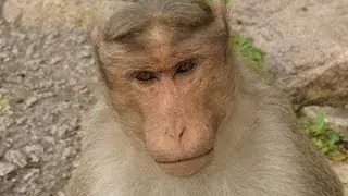 10 Amazing Facts About Monkeys & Apes