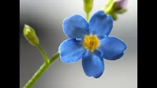 Людмила Горцуева - НЕЗАБУДКА (муз.Л.Горцуевой,сл.В Крюковой/Л.Горцуевой)