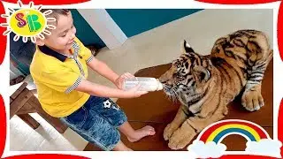 How to FEED TIGER in THAILAND