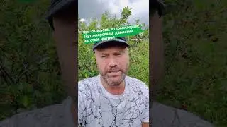Склероз? Внутричерепное давление? Ловите рецепт!