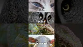 Just like you, every animal wants freedom, peace, and happiness 💖