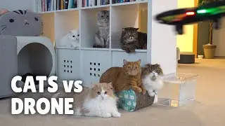 Cats vs Drone | Kittisaurus