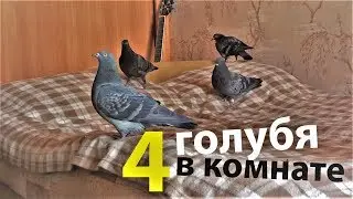 Голубята выросли. Четыре голубя в комнате