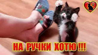 Why does the cat ask to be picked up?!
