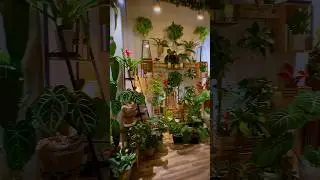 My Urban Jungle Loft 🌴🌺🪴