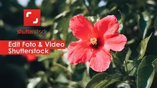 Edit Foto dan Footage Shutterstock | Part.2