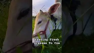 Feeding Fresh Grasses To Cow | BEE | #cow #BEE ##grass #cowvideos #nature #cows