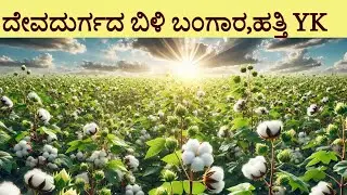 #cotton ದೇವದುರ್ಗದ ಬಿಳಿ ಬಂಗಾರ,ಹತ್ತಿ YK # devadurga karnataka cotton farming success story | YK Lab