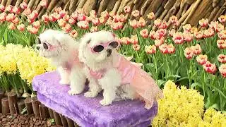 相遇香鬱.鬱金香