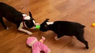 Реакция на Новую Игрушку
