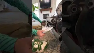 Watch Out Cat, That’s Sharp