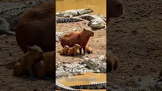 Добрейших капибар боятся крокожиды 🤯🔥🤣